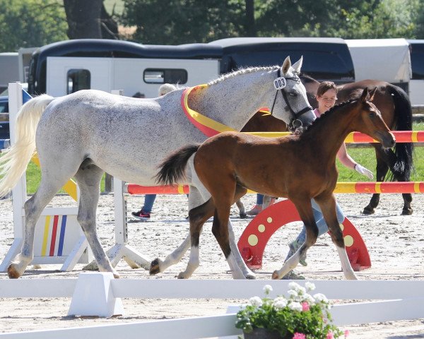 broodmare Corna la Jarthe (Westphalian, 2007, from Cornado NRW)