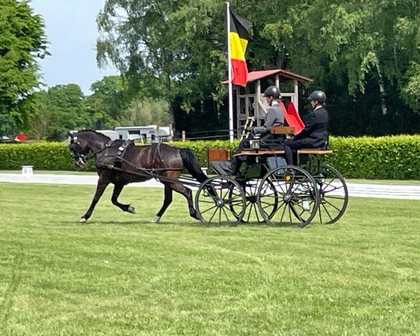 dressage horse Dancing Gold (German Riding Pony, 2014, from Dance Star AT NRW)