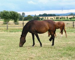 broodmare Uwaga (Westphalian, 1992, from Upan la Jarthe AA)