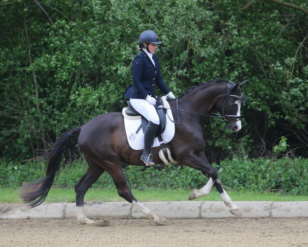 jumper Farbentanz von Fürstenfeld (Trakehner, 2020, from Hirtentanz 2)