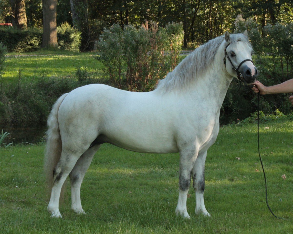 Deckhengst Leybucht's Pierre (Welsh Mountain Pony (Sek.A), 2011, von Dyfed Piper)