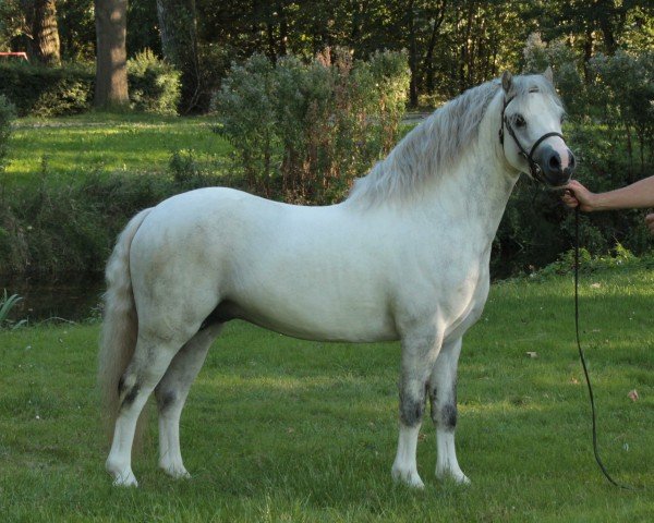 stallion Leybucht's Pierre (Welsh mountain pony (SEK.A), 2011, from Dyfed Piper)