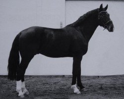 Dressurpferd Velvic (Sächs.-Thür. Schweres Warmbl., 2016, von Veritabel)