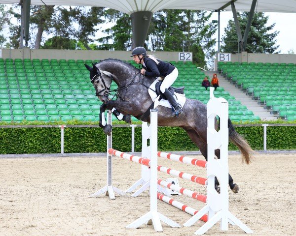 Springpferd Let's Fly 20 (Deutsches Sportpferd, 2020, von Last Man Standing)