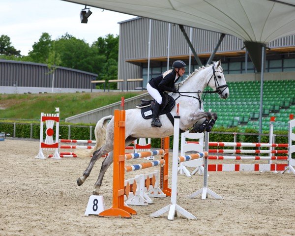 Springpferd Miss Quality Gentle (Anglo Europäisches Sportpferd, 2017, von It's Quality)