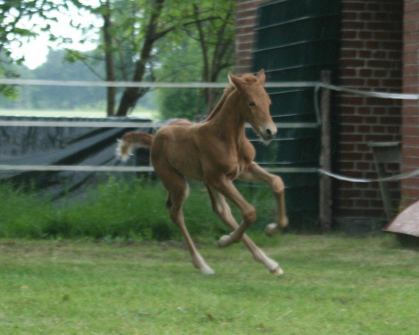 foal by Escamilla (Hanoverian, 2025, from Escamillo)