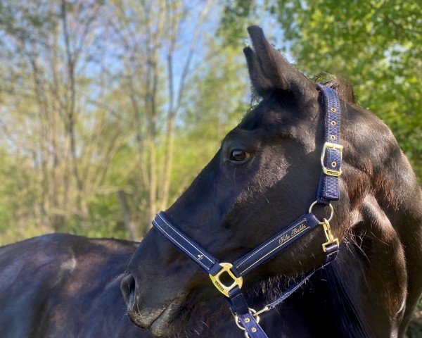 horse Whisper 237 (Hanoverian, 2007, from World of Dreams)