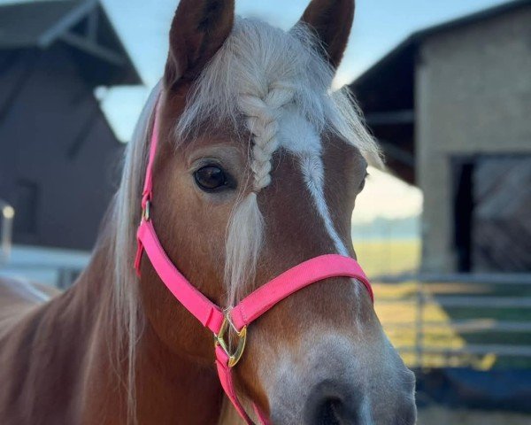 broodmare Uscita (7,03% ox) (Edelbluthaflinger, 2013, from Souvenier 10 (6,25% ox))