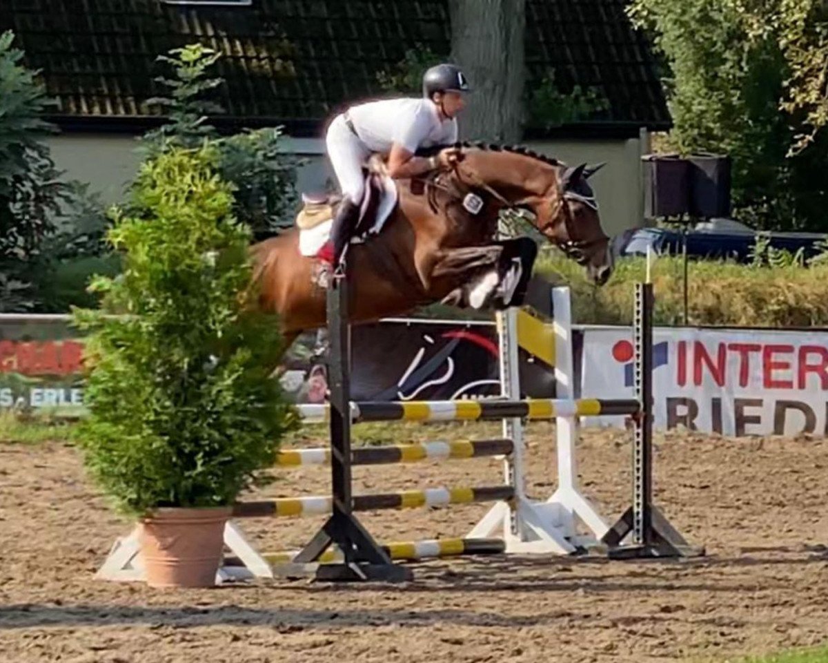 jumper Callah (Holsteiner, 2015, from Casall Ask)