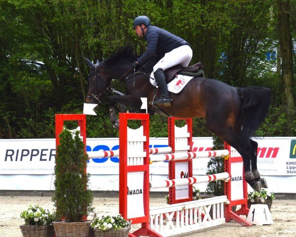 jumper Diplomat K (Oldenburg, 2017, from Dominator 2000 Z)