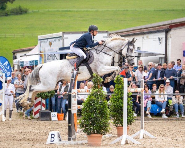 jumper Chilli (German Sport Horse, 2012, from Chippendale Z)