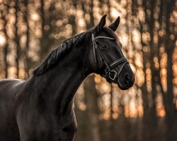 dressage horse Fürstin Noir (Oldenburg, 2017, from Morricone)