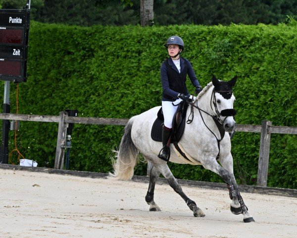 Pferd Valisco Schueracher (Connemara-Pony, 2009, von Dream of Aulne)