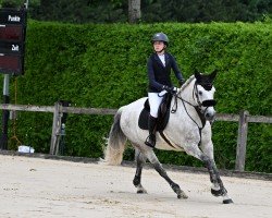 Pferd Valisco Schueracher (Connemara-Pony, 2009, von Dream of Aulne)