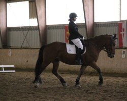 dressage horse Manni The Mammut KS (unknown, 2018)