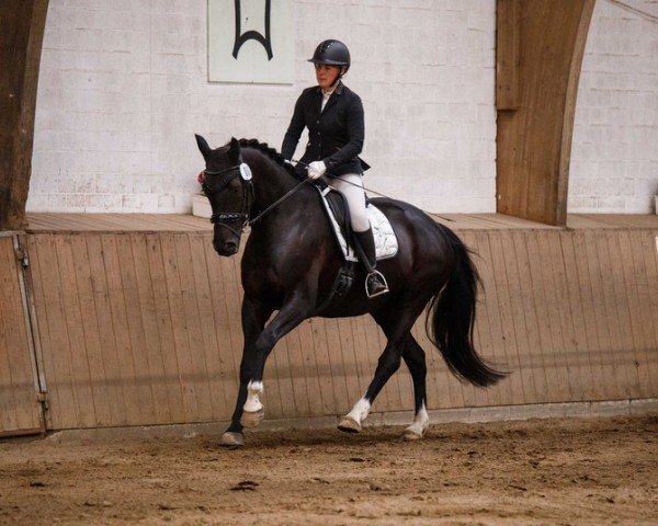 dressage horse Bekates Nekjenta (Holsteiner, 2020, from Kjento)