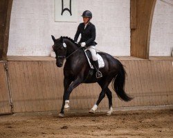 dressage horse Bekates Nekjenta (Holsteiner, 2020, from Kjento)
