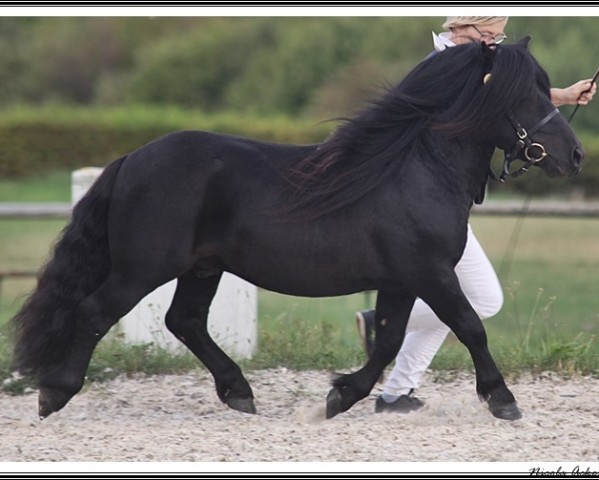stallion Go For IT Van de Belschuur (Shetland Pony, 2013, from Up to Date of Shetlane)
