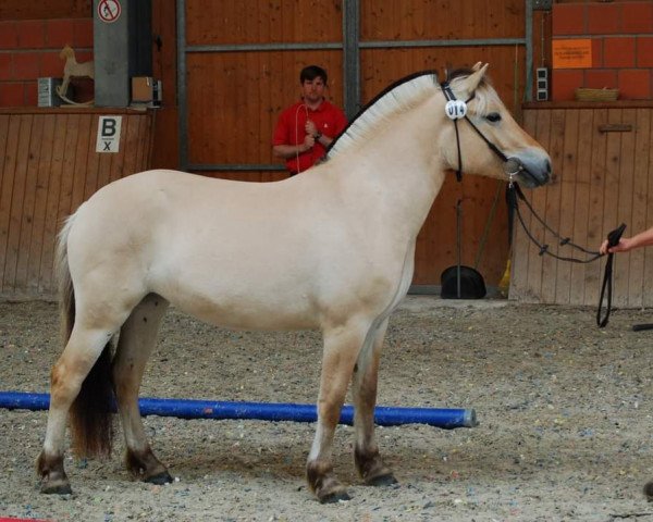 Zuchtstute Amazing Grace (Fjordpferd, 2018, von Giersbergs Tjure)