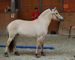 broodmare Amazing Grace (Fjord Horse, 2018, from Giersbergs Tjure)