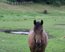 Springpferd Casper 504 (Deutsches Reitpferd, 2018, von Coreggio)