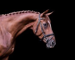 Springpferd Ratina W 6 (Hannoveraner, 2015, von Cascadello)