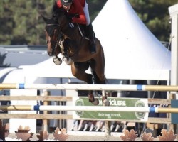 jumper Maikel (KWPN (Royal Dutch Sporthorse), 2017, from Global Express)