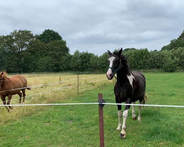 horse Sam (Pinto, 2010)