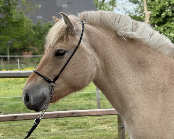 horse Caprina (Fjord Horse, 2023, from Inesco)