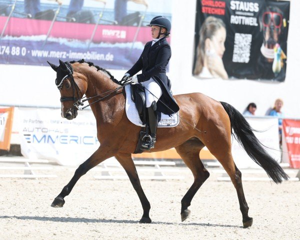 dressage horse Arcadia 12 (Bavarian, 2007, from Riccione)
