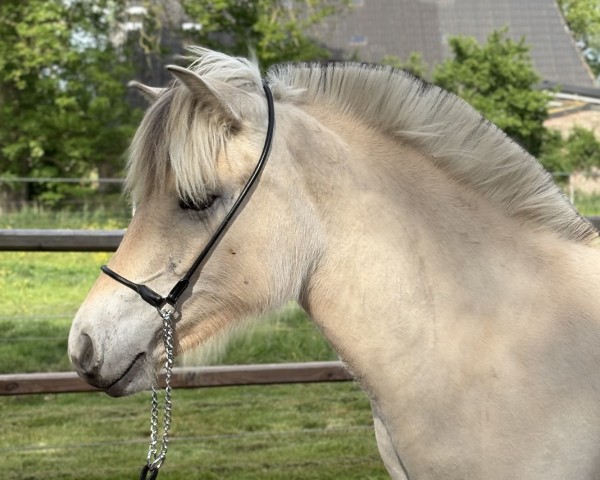 horse Fjordgårds Sanna (Fjord Horse, 2024, from Jericho d'Ober)