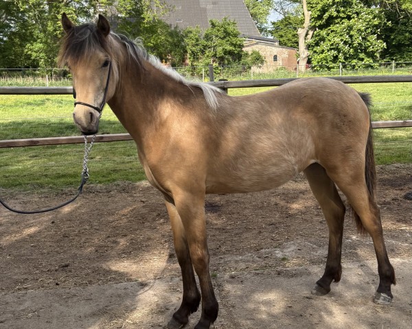dressage horse Fjordgårds Simply the Best (German Riding Pony, 2024, from Mescal 15)