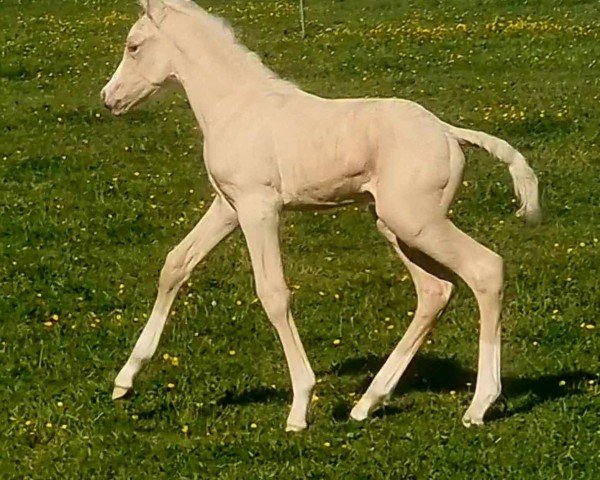 Fohlen von Wert´s Dancing Daylicht (Deutsches Reitpony, 2025, von Der Zauberlehrling)