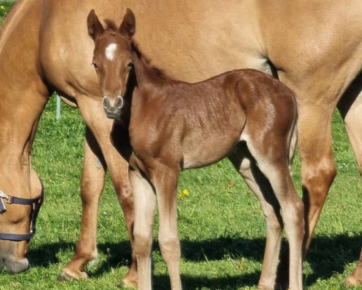 foal by Wert´s Double Magic (German Riding Pony, 2025, from Der Zauberlehrling)
