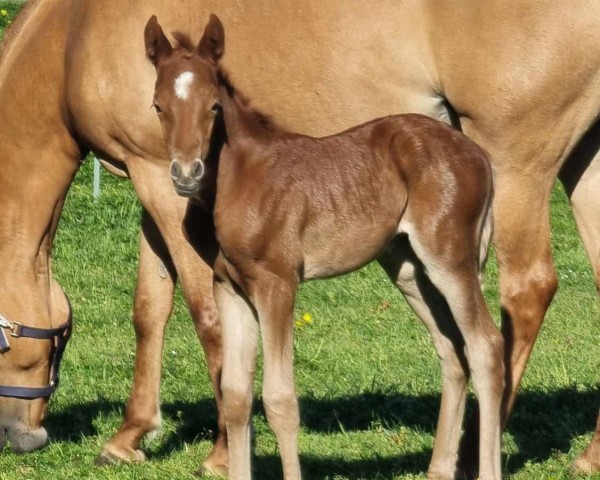foal by Wert´s Double Magic (German Riding Pony, 2025, from Der Zauberlehrling)