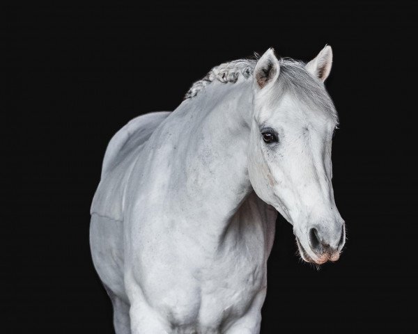 dressage horse Cooper 223 (Connemara Pony, 2010, from Shadow's Dun)