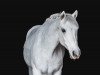 dressage horse Cooper 223 (Connemara Pony, 2010, from Shadow's Dun)