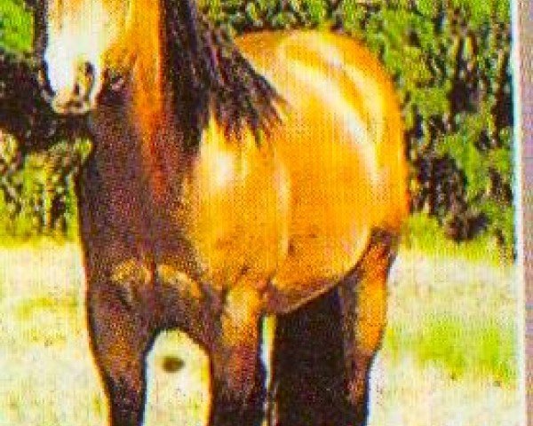 horse RIP ROARIN RAWHIDE (Quarter Horse, 1993, from Diggers Rest)