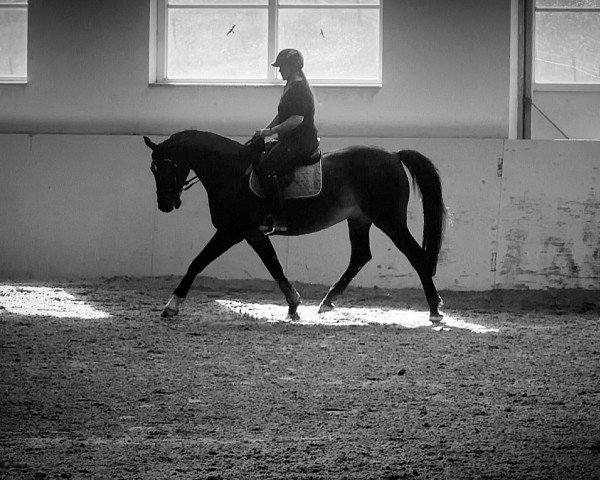 jumper Severin (Hanoverian, 2009, from Stakkato)