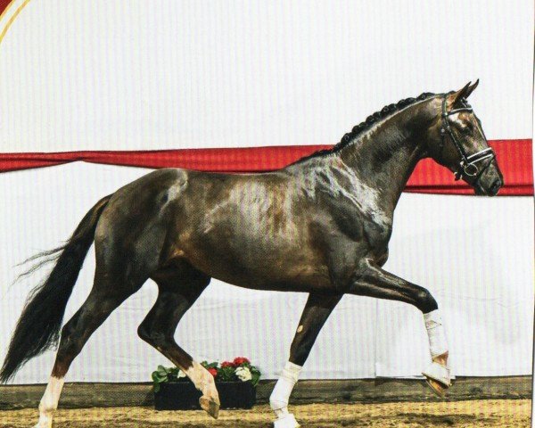 stallion Rocky Mountain (Hanoverian, 2020, from Revolution)