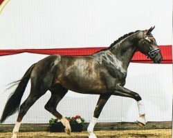 Deckhengst Rocky Mountain (Hannoveraner, 2020, von Revolution)