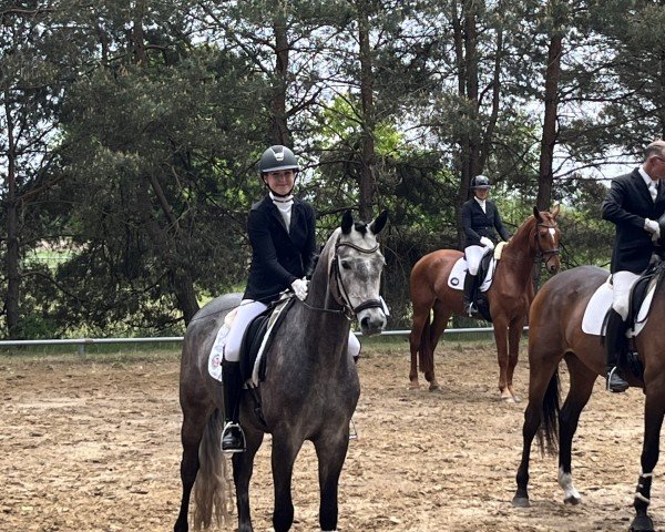 Dressurpferd Kavos (Trakehner, 2021)