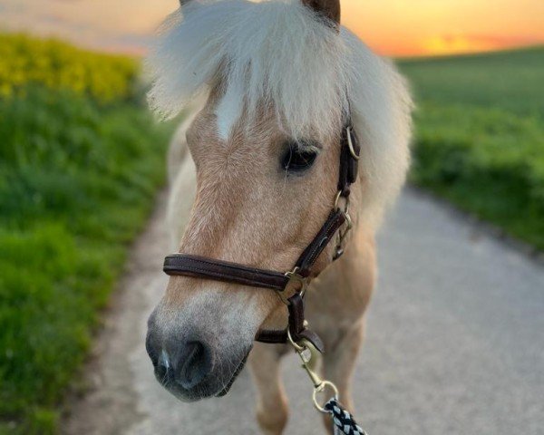 Pferd Phönix von Kessen (Shetland Pony, 2012, von Pilatus)