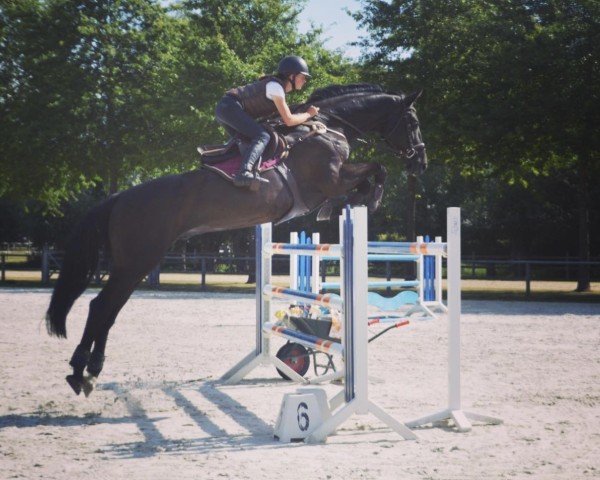 jumper Vidalgo van't Hof (Belgium Sporthorse, 2005, from Chin Chin)