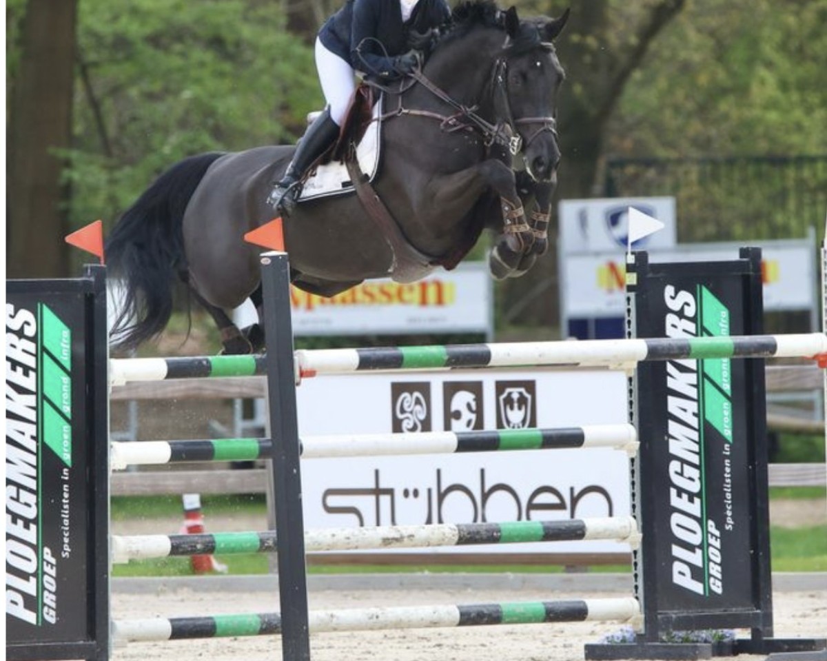 Springpferd Orlando van de Afspanning (Belgisches Warmblut, 2014, von Kartouzo van 't Kathof)