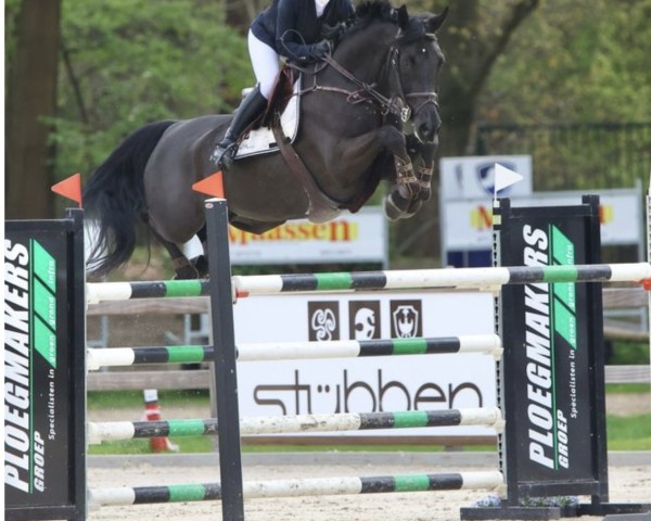 Springpferd Orlando van de Afspanning (Belgisches Warmblut, 2014, von Kartouzo van 't Kathof)
