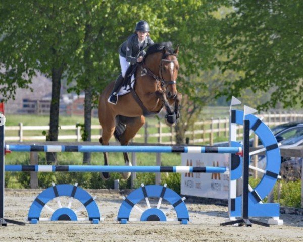 jumper Le Beau de Sitte (Belgian Warmblood, 2011, from Ugano Sitte)