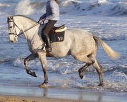 jumper Kookai (Belgium Sporthorse, 2016, from Deister)