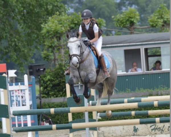 jumper Kalasky Fz Z (Zangersheide riding horse, 2014, from Kannan)