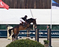 Springpferd Capri 100 (Westfale, 2010, von Comme il Faut)